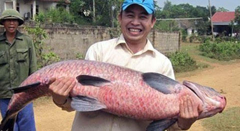 Một con cá trắm đen nặng 36kg được anh Trần Quốc An (TP.Vinh, Nghệ An) bắt được vào tháng 10/2013 tại đập nước huyện Nghĩa Đàn.