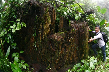 Rừng bảo tồn là con ngỗng béo!