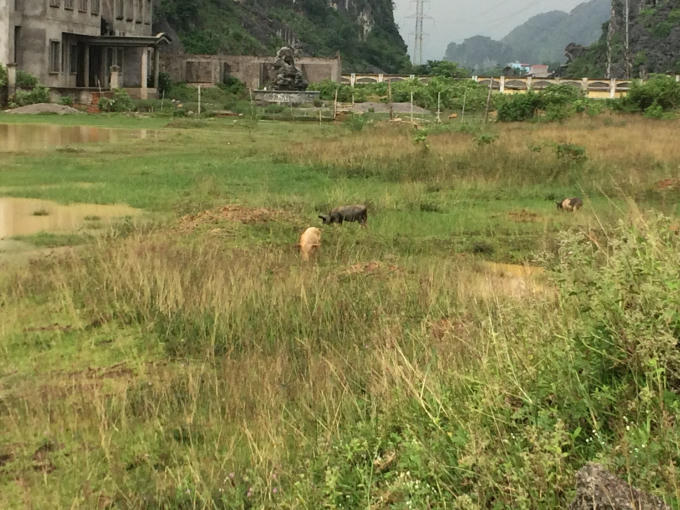 Đây trở thành nơi chăn thả trâu bò, dê, lợn... lí tưởng. Ảnh: Nguyệt Chi