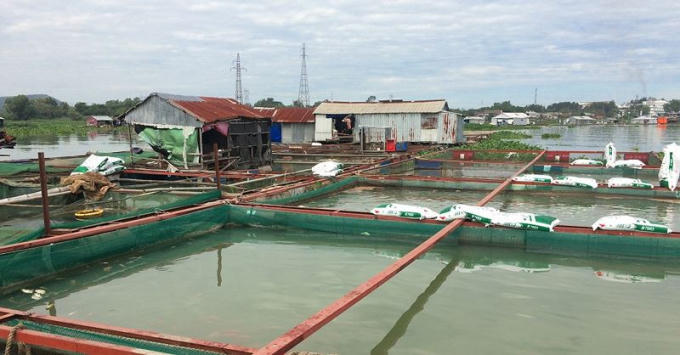 Một hộ nuôi cá bè trên sông La Ngà.