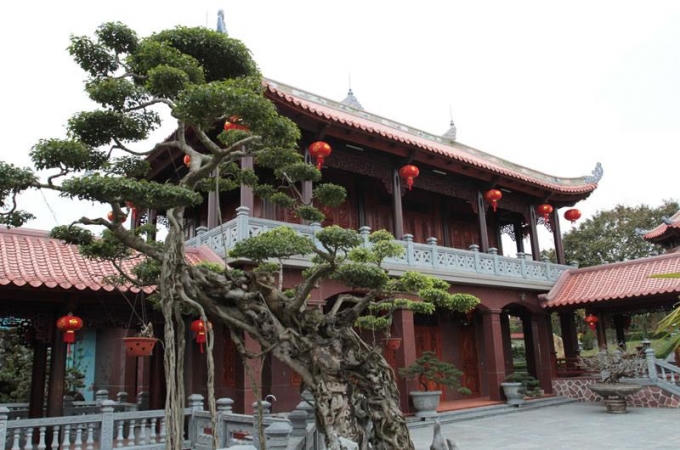 Biệt phủ còn có nhiều cây cảnh dáng lạ.