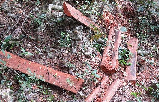 Một khu vực khai thác gỗ mun của “lâm tặc” như bãi chiến trường.