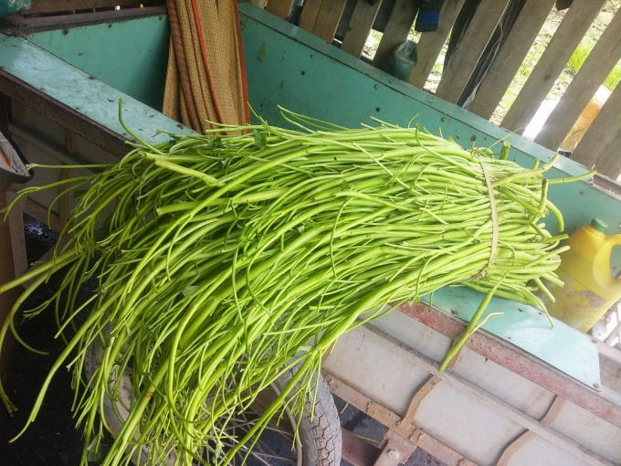 Rau muống được ngâm hóa chất để tươi xanh hơn