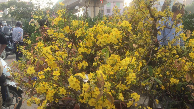 Những cây hoa mai được vận chuyển từ các tỉnh phía Nam ra Hà Nội để phục vụ nhu cầu của người chơi hoa