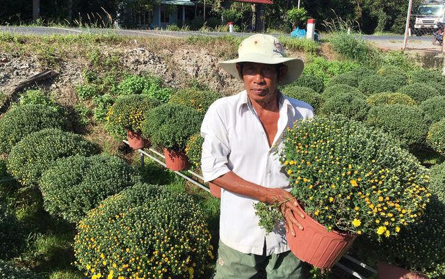 Năm nay do xuất hiện mưa trái mùa nên một số hộ trồng hoa cúc mâm xôi ở Chợ Lách bị vàng lá, trổ sớm.