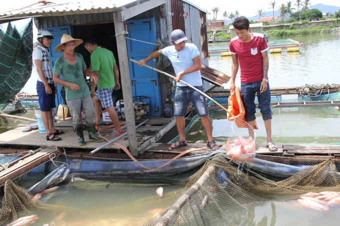 Lãnh đạo quận đề nghị thành phố quan tâm xem xét hỗ trợ cho bà con nuôi cá lồng bè có cá chết để giảm bớt khó khăn