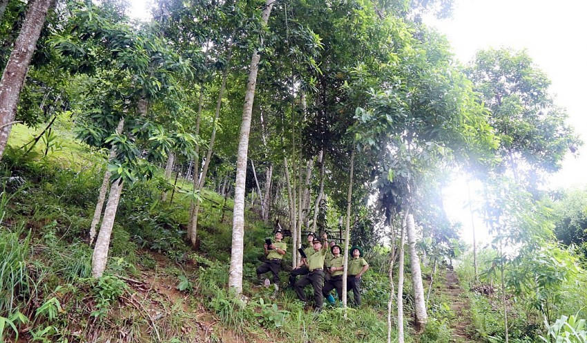 Phát triển kinh tế lâm nghiệp có vai trò quan trọng đối với đồng bào dân tộc thiểu số. (Ảnh: BLC).