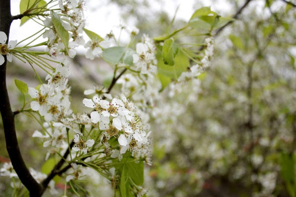 Ngoài hoa lê, còn có hoa Mắc Cọp cũnng bung nở những cánh hoa trắng muốt khoe sắc giữ lòng thủ đô. Ảnh: Như Trường.
