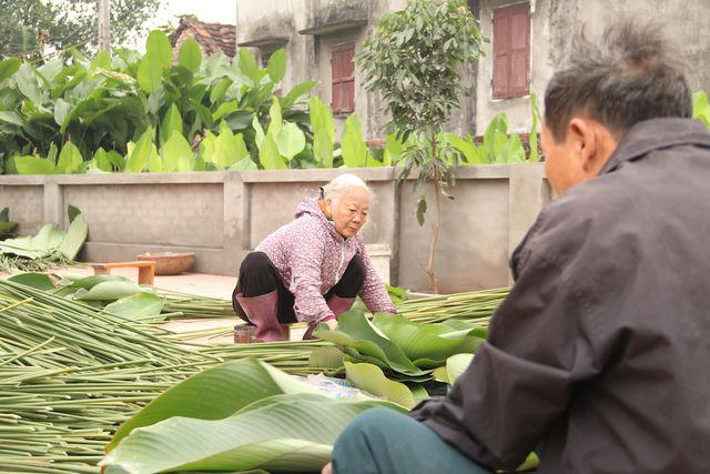 Lá dong khi được cắt từ ngoài vườn về, người dân phân loại và xếp thành từng cọc, mỗi cọc có khoảng 100 tàu lá. Lá to đẹp có thể bán được với giá 150 nghìn đồng một bó.