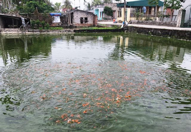 Thức ăn của cá chủ yếu là rong rêu, sinh vật phù du, thi thoảng được cho ăn cám bổ sung. Do vậy, nghề nuôi cá thực sự cho thu nhập cao hơn trồng lúa. Hầu hết người dân nơi đây đều trông chờ vào nguồn thu nhập chính từ nghề nuôi cá để cho một cái Tết no đủ.