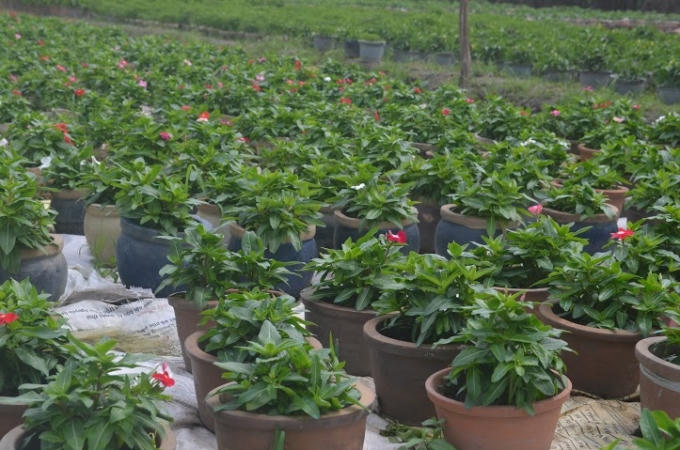 So với năm ngoài, năm nay hoa có dấu hiệu khả quan, theo độ này thì đến 20 tháng Chạp là có thẻ bán.