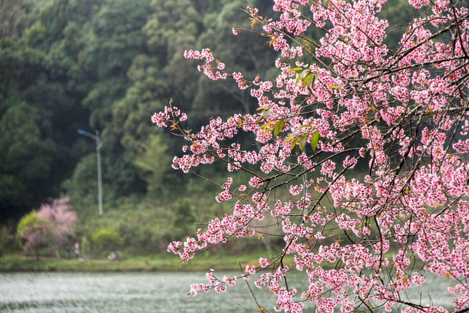 Hoa Mai Anh Đào khoa sắc thắm.