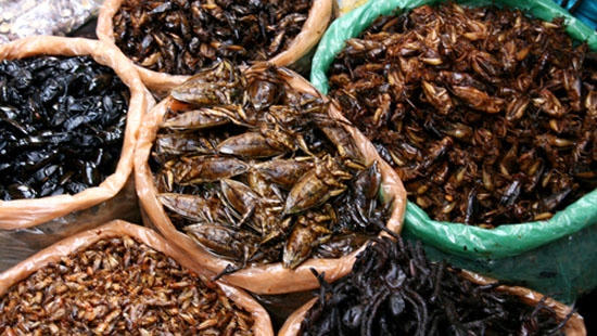 Ăn côn trùng có thể gây nguy hiểm đến tính mạng. (Ảnh: minh họa)