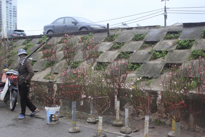 Hương Tết sớm tr&agrave;n về thủ đ&ocirc;