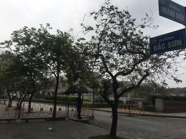 Hàng cây hoa ban tím trên đường Bắc Sơn.