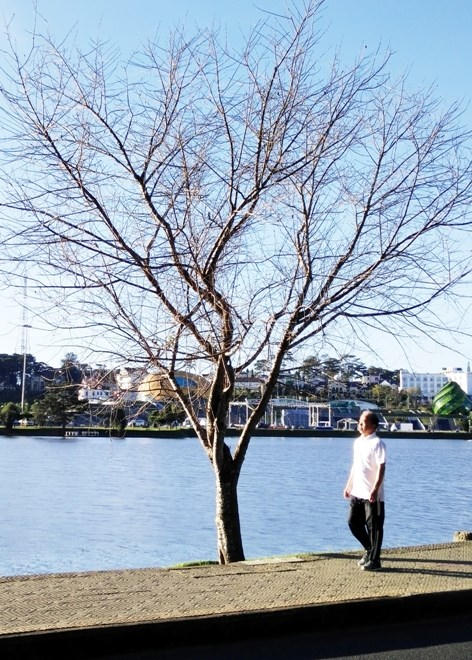 Đến thời điểm hiện tại, loạt cây mai anh đào tại Đà Lạt vẫn đang trơ cành. Ảnh Kim Anh.