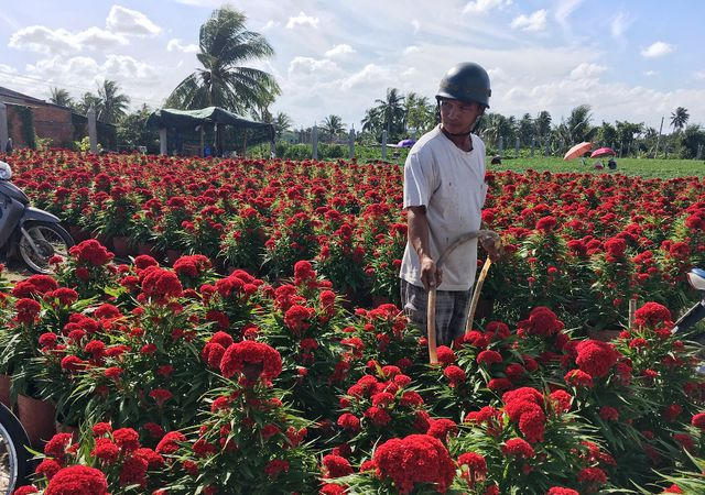 Ruộng hoa mào gà của ông Điền đang chuẩn bị được cho vào chậu để cung cấp cho thương lái.