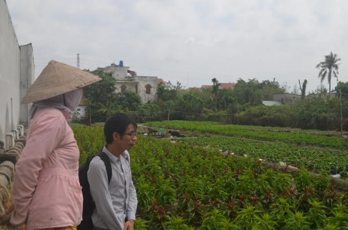 Theo chị Hà, gia đình ch trồng hoa 15 năm nay, 3 tháng cuối năm anh chị gác mọi việc để chăm hoa kịp Tết. Năm nay chị trồng được 7000 chậu hoa.