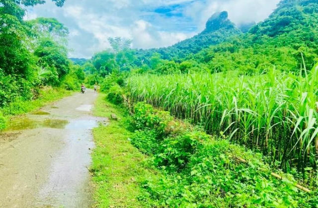 Ba tỉnh được chuyển gần 134ha đất trồng lúa sang làm dự án