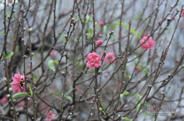 Giờ đẹp, hướng đẹp xuất hành đón tài lộc ngày mùng 1 Tết Tân Sửu