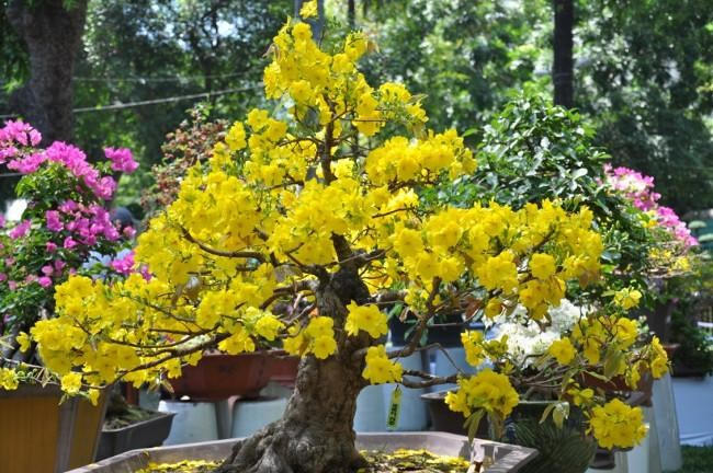 Giáp Tết là thời điểm nhu cầu mua cây cảnh về trang hoàng nhà cửa tăng cao. (Ảnh minh họa)