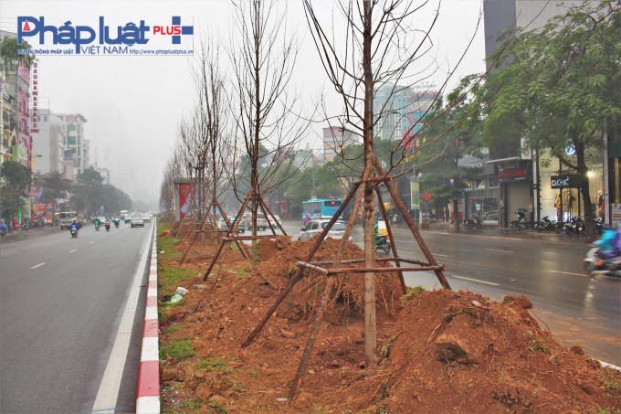 Cây phong hiện đã được trồng trên dải phân cách của tuyến phố Trần Duy Hưng