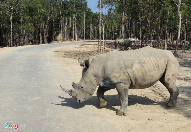 Tê giác trong Vinpearl Safari Phú Quốc. Ảnh: Việt Tường.