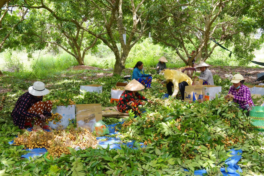 Vườn nhãn Bạc Liêu trở thành khu du lịch cộng đồng trọng điểm của thành phố Bạc Liêu. Năm 2014, thanh nhãn Bạc Liêu được Cục Sở hữu trí tuệ cấp Giấy chứng nhận bảo hộ thương hiệu độc quyền.
