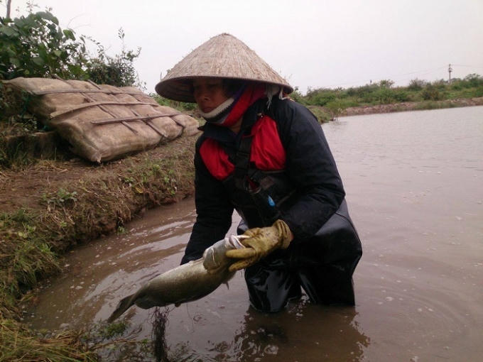 Những con cá vược của nông dân sắp được xuất bán thì chết do giá rét tại huyện ven biển Thái Thụy (Thái Bình). Ảnh: CTV.