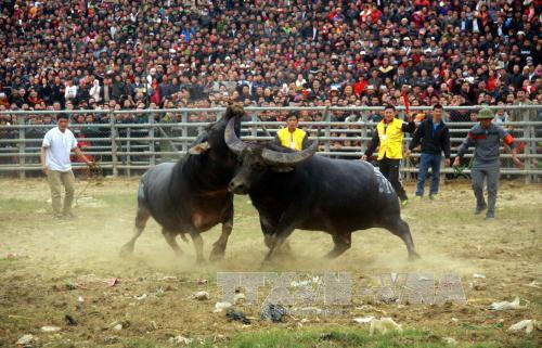 Lễ hội chọi trâu thường bị lợi dụng để trục lợi, thương mại hóa. Ảnh: Quang Cường/TTXVN