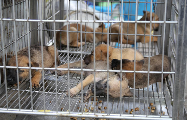 Các chú chó con mệt mỏi ngủ trong lồng.