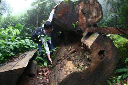 Rừng bảo tồn là con ngỗng béo!