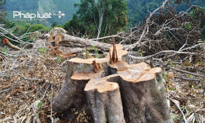 Một cây rừng có tuổi đời trên 10 năm bị chặt còn trơ gốc. Theo thống kê có cả chục gốc cây có đường kính 50 đến 60 cm bị phá tại đèo Mũi Trâu. Chính quyền địa phương sẽ tổ chức họp dân để tiếp tục tuyên tuyền, yêu cầu người dân ký cam kết không được chặt hạ cây rừng tự nhiên trên phần đất được giao. Đối với số lượng cây rừng tự nhiên bị đốn hạ, trong thời gian đến, Hạt Kiểm lâm Hòa Vang sẽ tổ chức kiểm đếm để có biện pháp xử lý phù hợp.