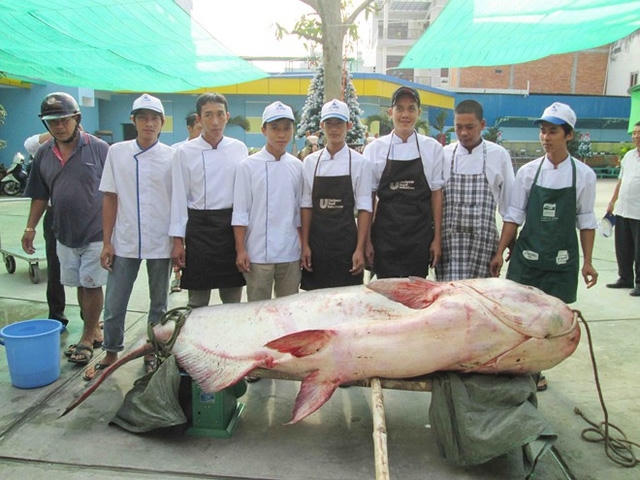 Ngày 11/12/2013, một nhà hàng ở TP.Long Xuyên, tỉnh An Giang cũng mua được con cá tra dầu “khủng” nặng đến 247kg của ngư dân đánh bắt được trên vùng Biển Hồ.
