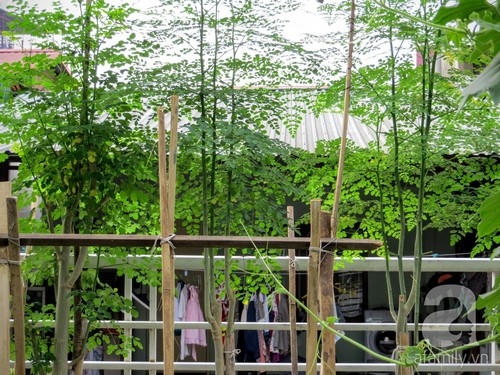 Vườn rau xanh rộng 25m&sup2; m&ugrave;a n&agrave;o thứ ấy của &ldquo;L&atilde;o N&ocirc;ng Phố&rdquo; ở H&agrave; Nội