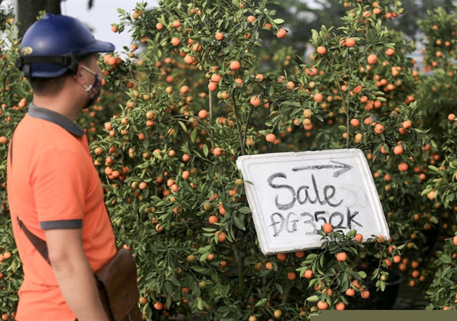 Những chậu quất cao quá đầu người được đăng biển bán hạ giá chỉ còn 350.000 đồng. (Ảnh: Người Lao Động).
