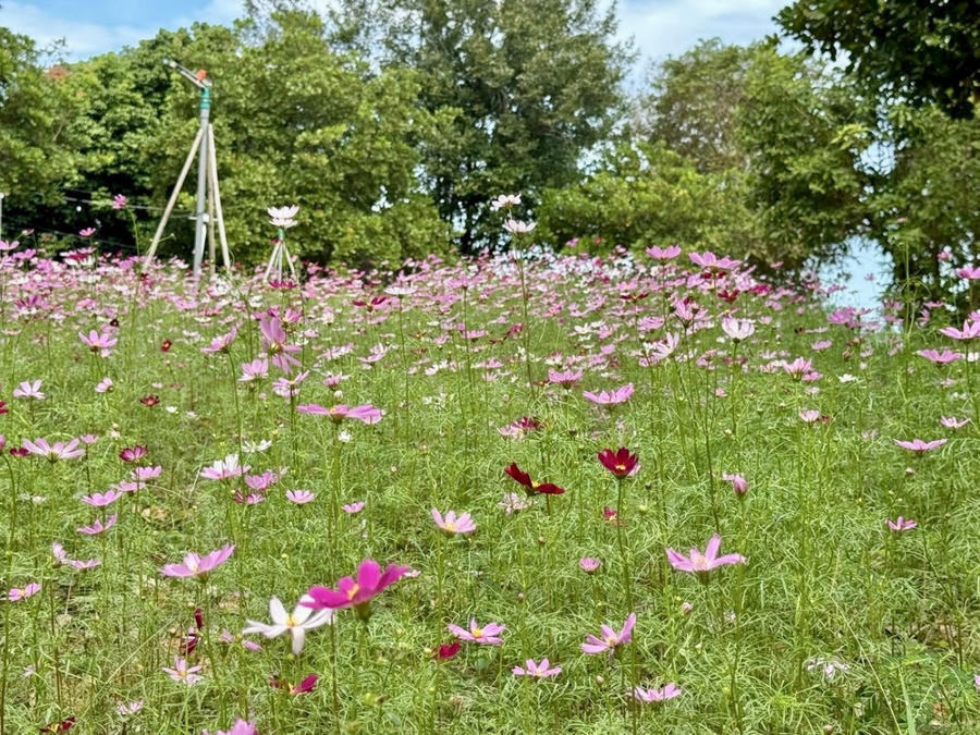 Các đảo nhỏ giữa lòng hồ Trị An không chỉ là nơi sinh sống của người dân mà còn là điểm nhấn cảnh quan với những thảm hoa rực rỡ, tạo nên khung cảnh nên thơ, đầy sức sống.