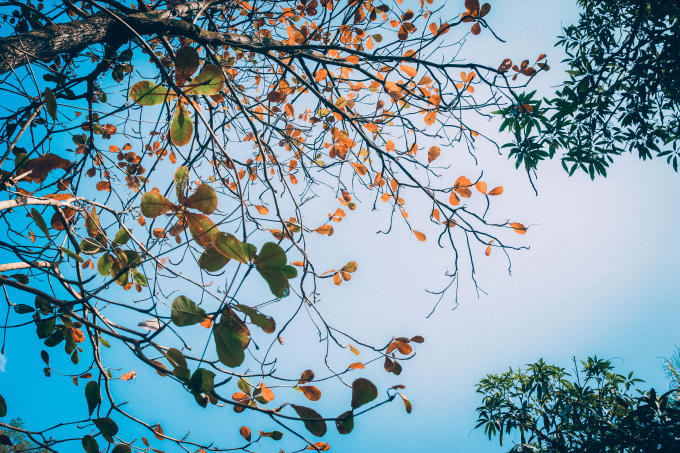 Hà Nội mùa thu, cây cơm nguội vàng, cây bàng lá đỏ, nhạc sĩ Trịnh Công Sơn tả mua thu Hà Nội một cách chân thật và giàu cảm xúc qua bài hát