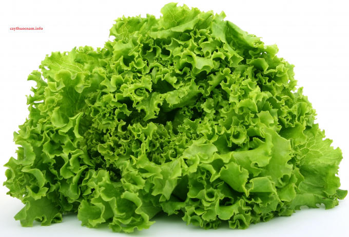 Xà lách:Xà lách cùng với các loại rau lá xanh chứa flavonoid, được nhiều người cho là một nguồn cung cấp hàng đầu về dinh dưỡng, lại như một “vệ sĩ” bảo vệ cơ thể chống ung thư. Chưa kể, đây là thực phẩm không thể thiếu nếu bạn muốn giảm cân.