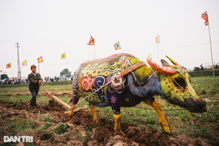 Sau đó, người dân làng nô nức đưa trâu ra cày tại các thửa ruộng xung quanh.