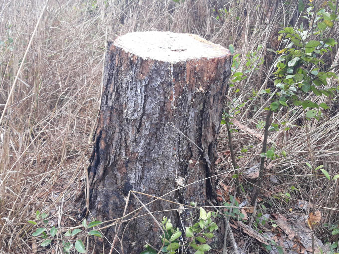 Gốc thông to, vết cưa còn mới nhưng ông Dân nói đã 20 ngày nên cũ rồi.