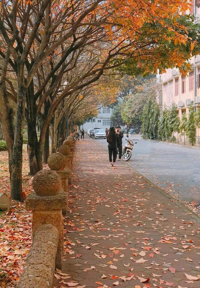 Cả con đường chỉ dài khoảng 1km nằm trong khuôn viên trường ĐH Sư phạm khoác lên mình màu áo vàng thơ mộng, vô cùng lãng mạn khác hẳn vẻ đẹp rực rỡ mùa cây trổ hoa. (ảnh: Long Lố)