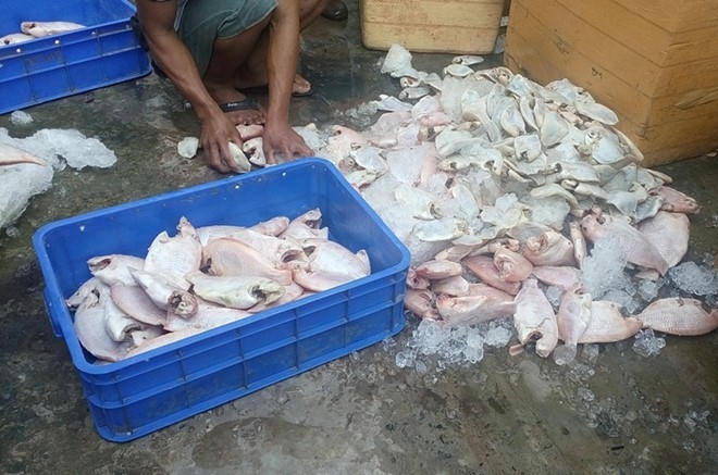 Chủ cơ sở thừa nhận đã mua cá chết, cá ngộp về bán cơm cho thực khách, công nhân. Ảnh: Công an cung cấp