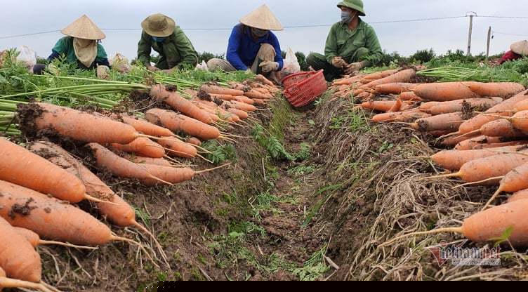 Luật Đất đai 2013 sửa đổi sẽ đặt quyền, lợi ích của người dân lên hàng đầu. Ảnh: Nông dân huyện Cẩm Giàng, Hải Dương trúng mùa cà rốt năm 2021