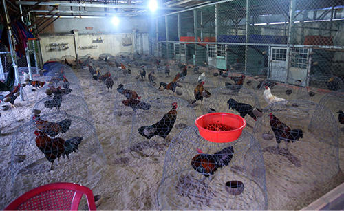 Cảnh sát vây ráp trường gà trong căn biệt thự, thu giữ hơn 1 tỷ đồng