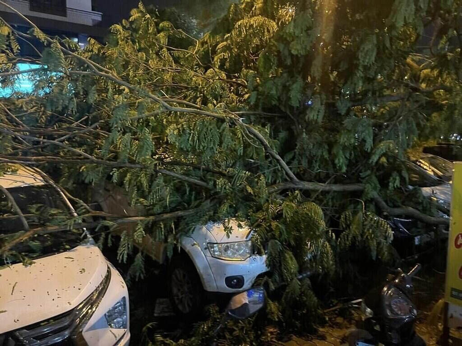 Hàng loạt ô tô để dưới gốc cây bi đè bẹp sau trận mưa lớn.