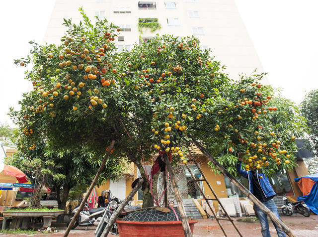 Sau 1 ngày "làm giá", cây quýt được giới thiệu hơn 100 năm tuổi đã được bán với giá 170 triệu đồng.
