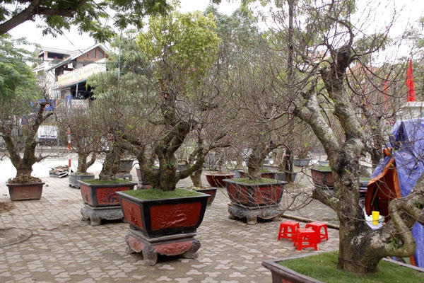 Ngoài bán, thì anh cũng cho thuê với những khách không có nhu cầu mua. Khi  chới hết đến rằm tháng giêng thì chủ vườn sẽ đến lấy về.