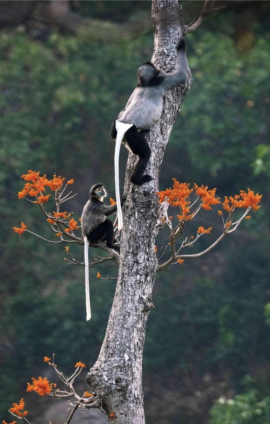 Với nỗ lực bảo tồn của địa phương đến nay đã phát triển được gần 200 cá thể (hình ảnh địa phương cung cấp)