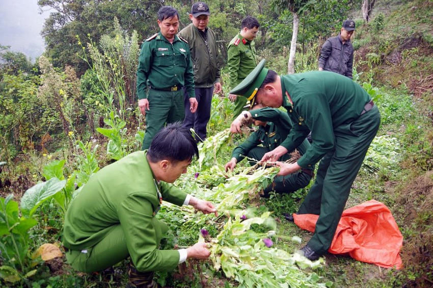 Các lực lượng phá nhổ và kiểm đếm cây thuốc phiện. (Ảnh: Tiến Thắng).